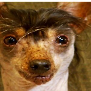 Meet your Posher, Sadie